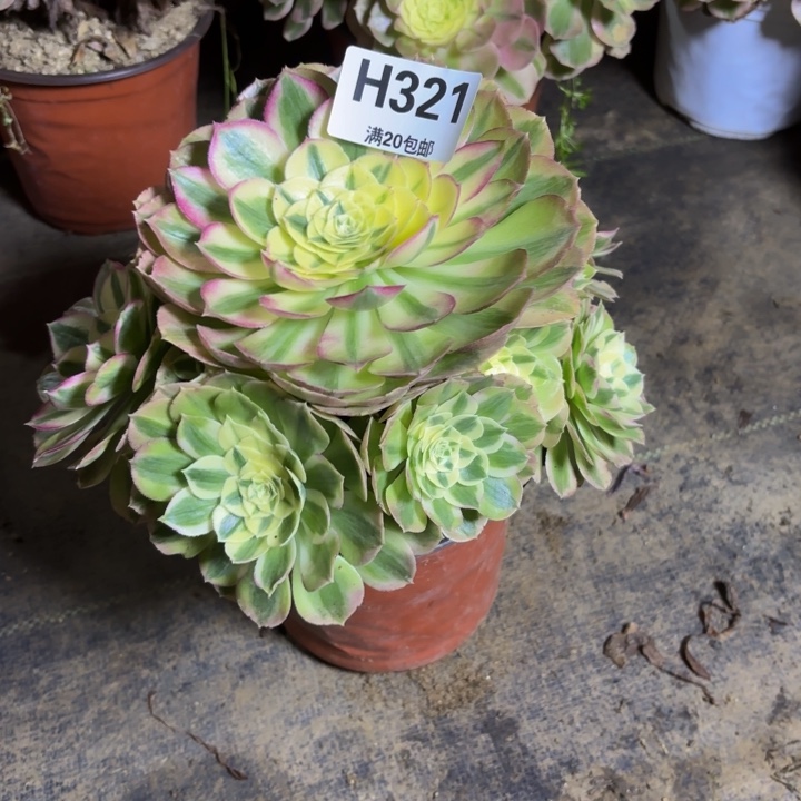 瑞妈，，，，，。321绿体，