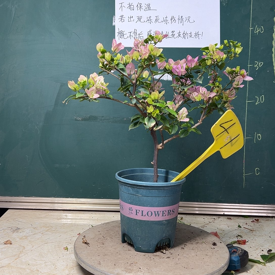 完全开放  粉可爱  41