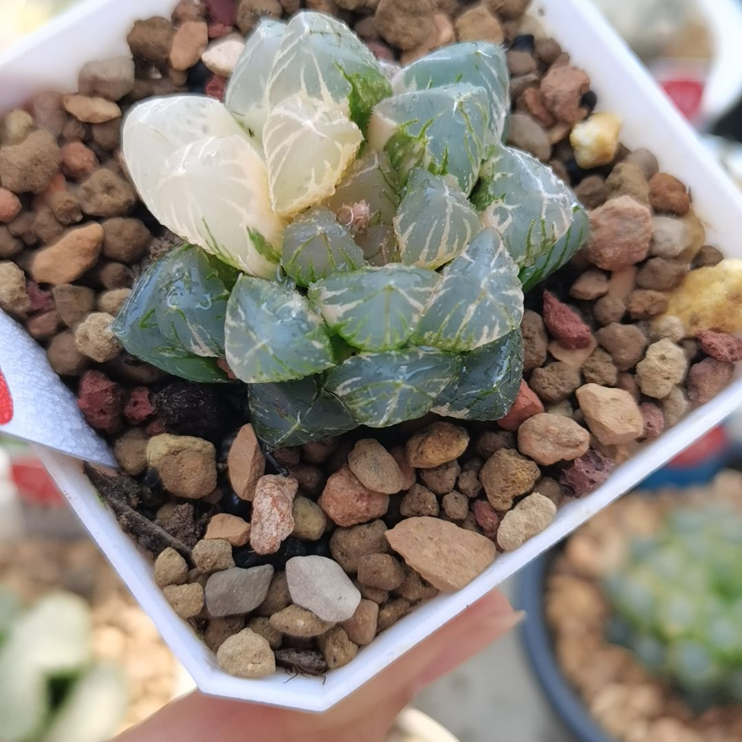 19号紫王玉露锦一物一拍带盆土发货