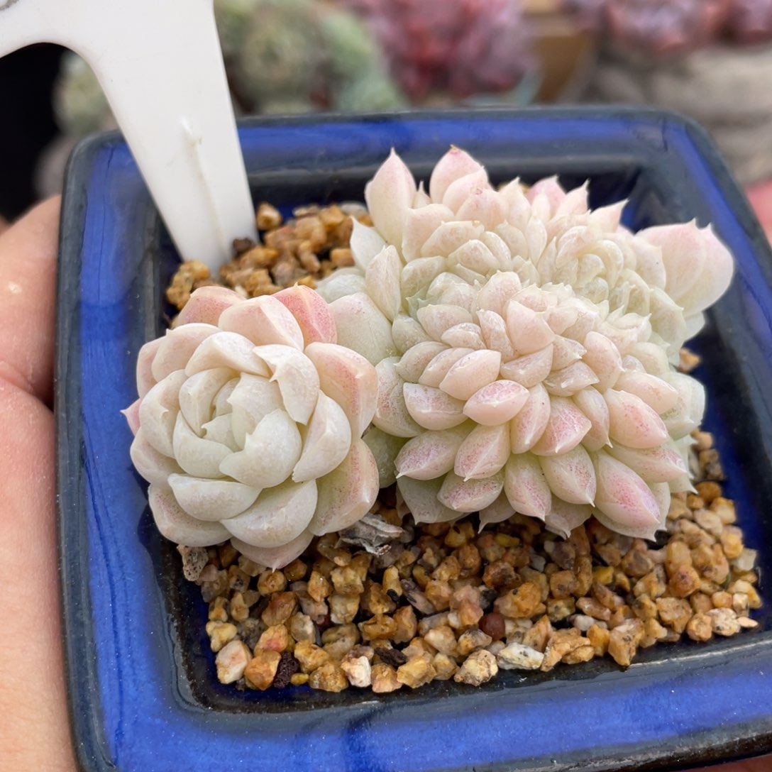 0204佳人不带盆7厘米