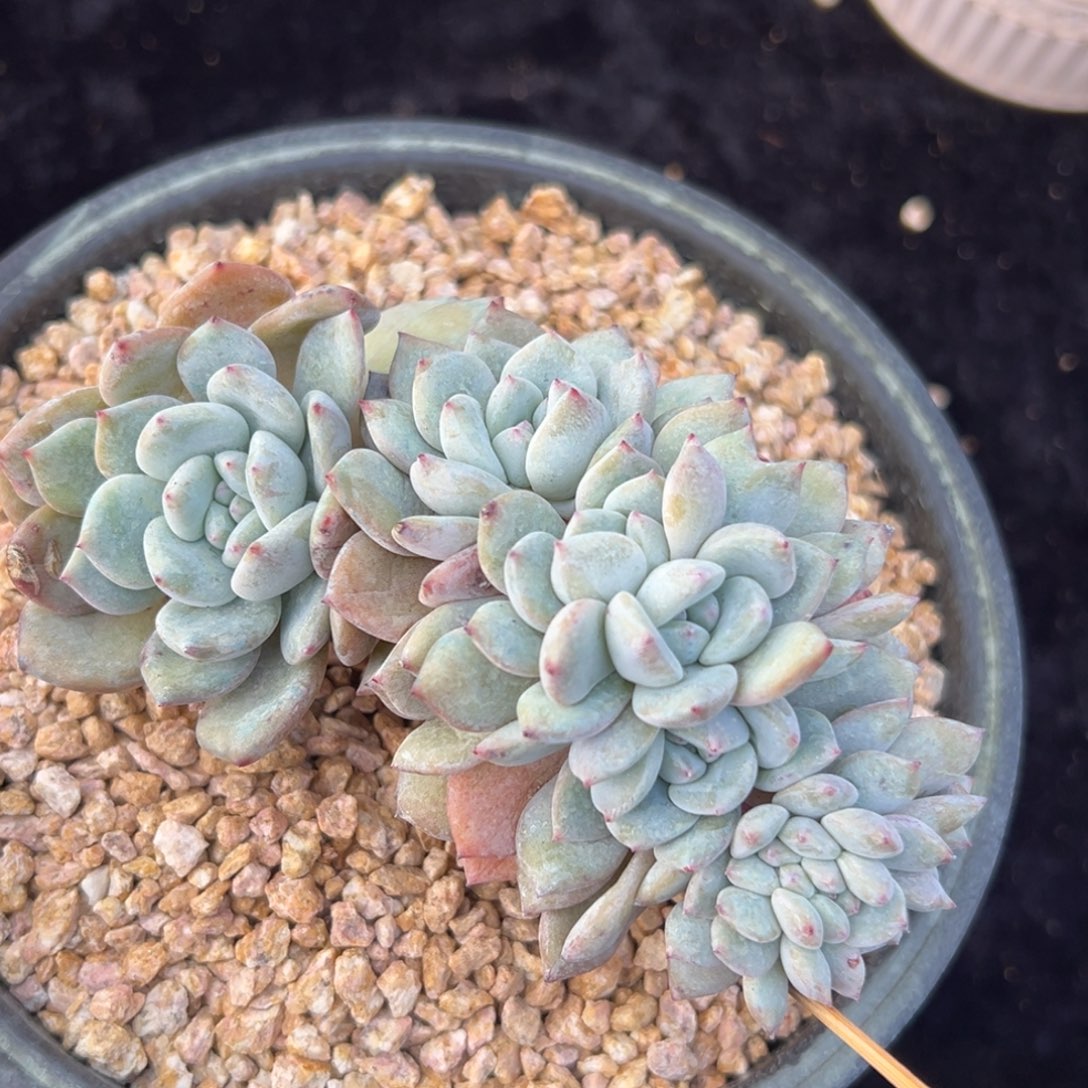 新年快乐 新年快乐