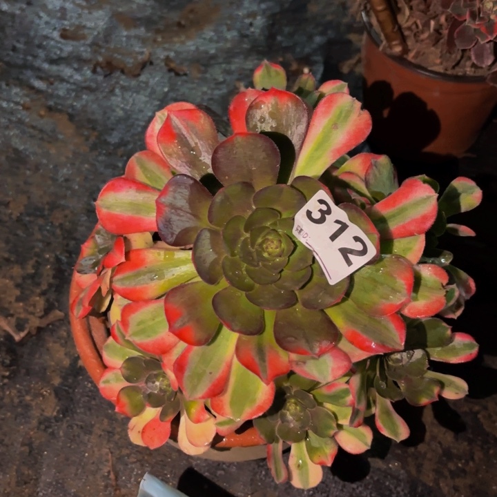 312雨荷多肉植物不售后