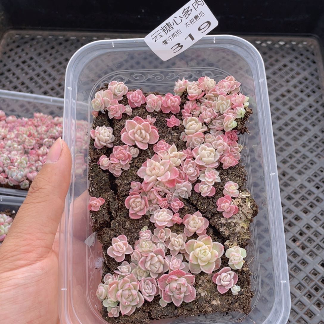 云糖心多肉植物319