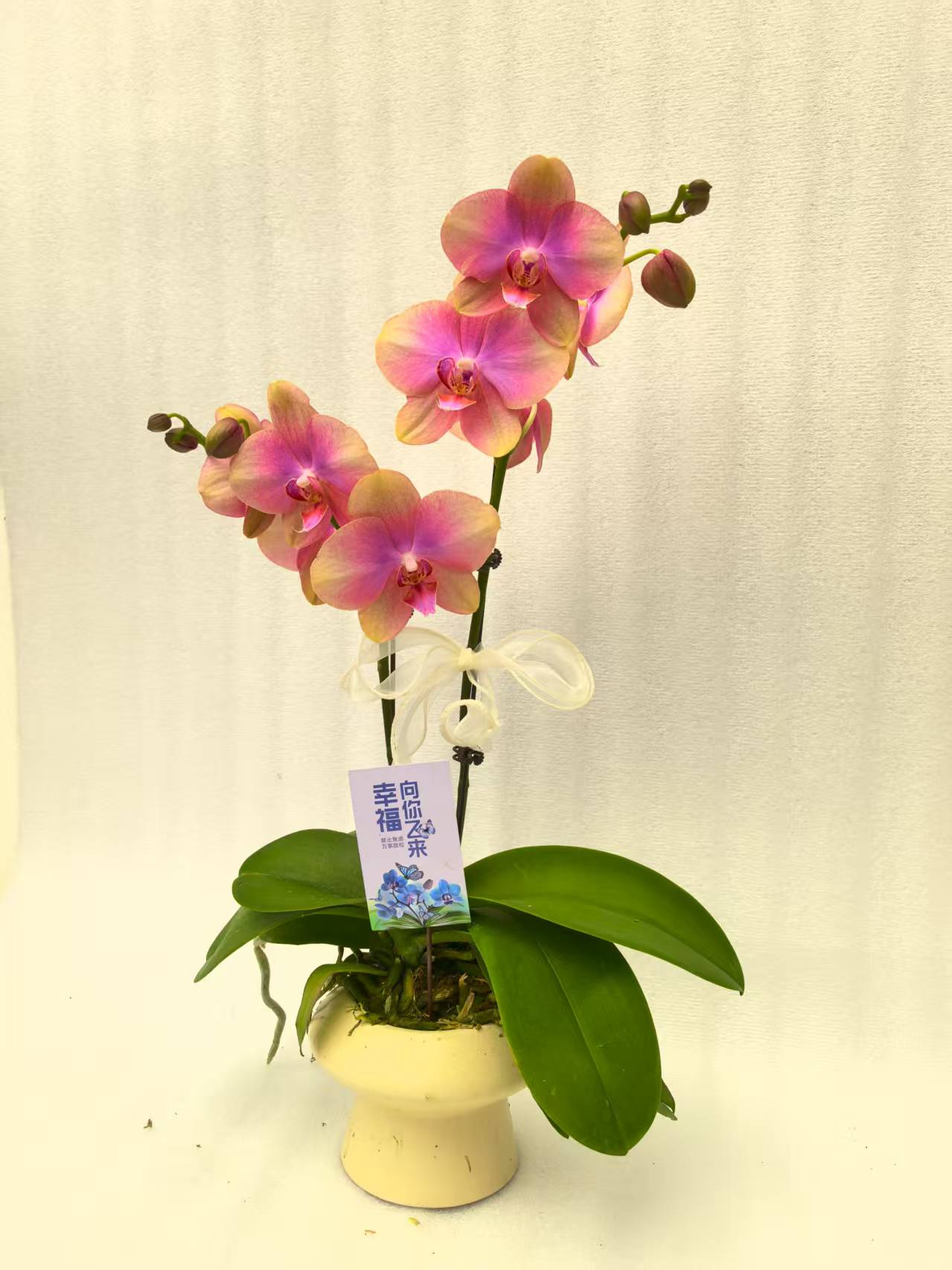 鲜花【梵高-全开】蝴蝶兰室内种植观赏送礼带花发货