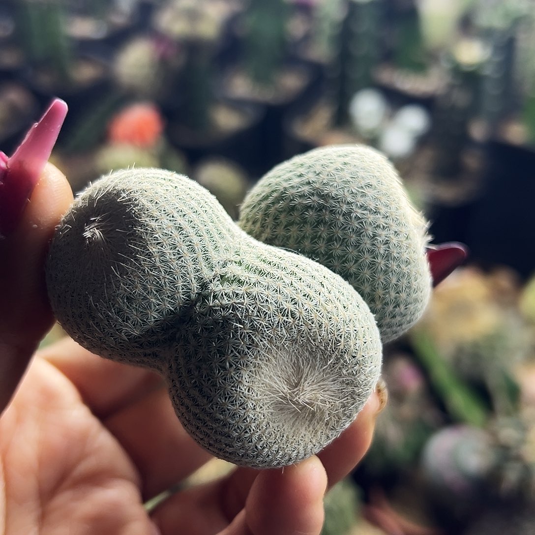 伊朗丸仙人球11111111