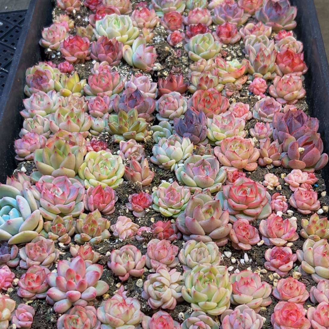 小***y439多肉葡萄的味道是什么