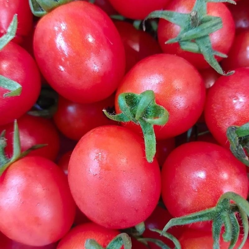 新鲜圣女果酸甜口一斤一盒番茄小番茄同城配
