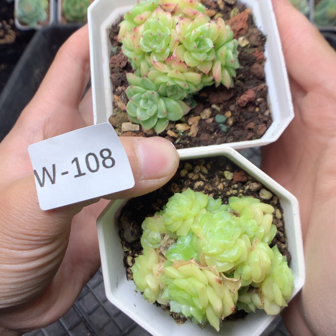 无花朵W108英语一个英语天天天