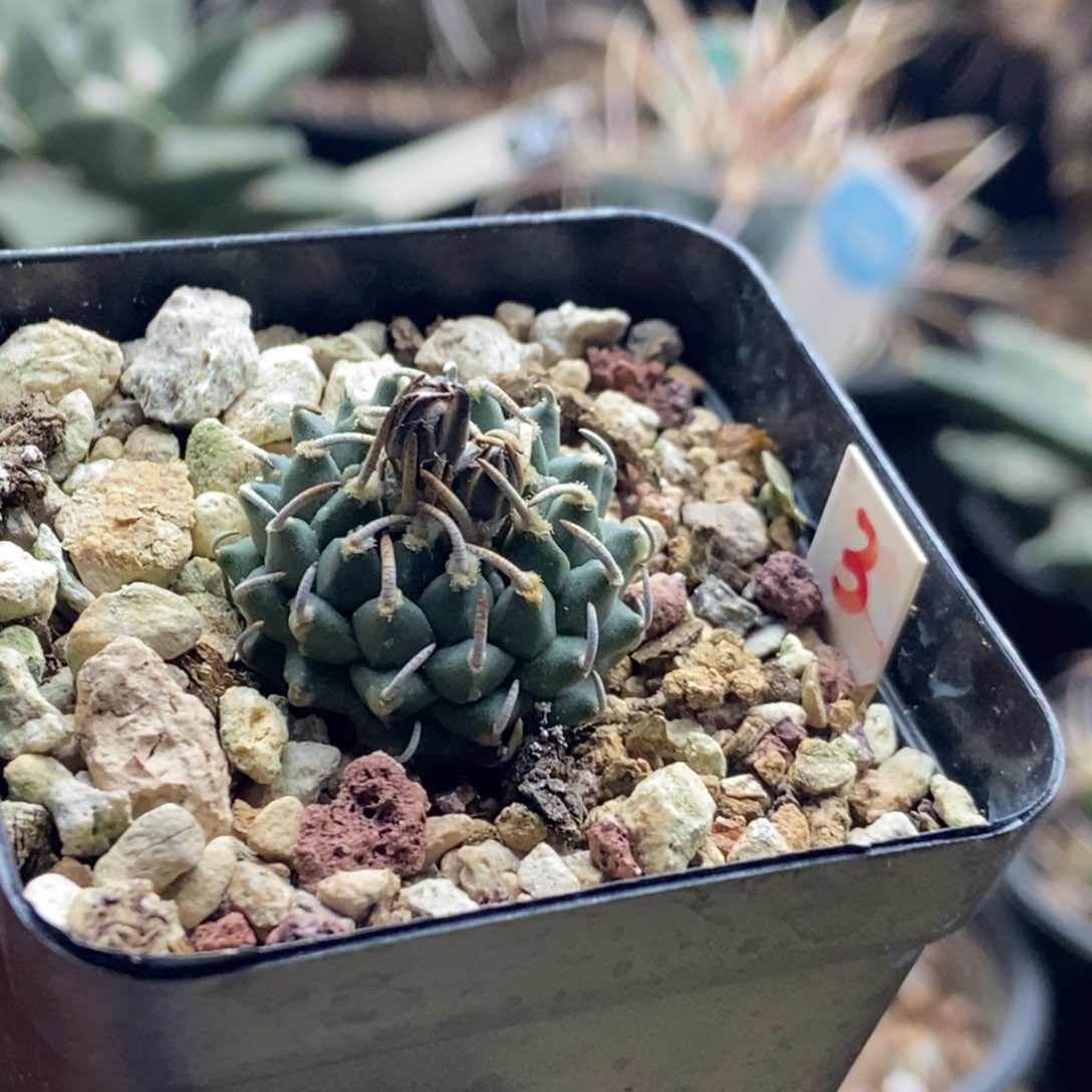 实生带花苞豪刺安德森娇丽2.4cm