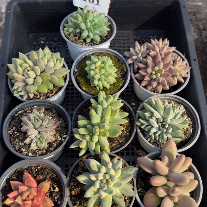 101多肉植物一物一拍