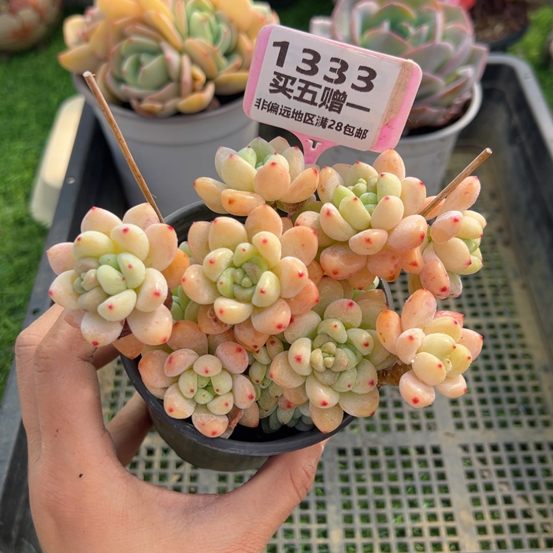 表妹精品多肉1333.