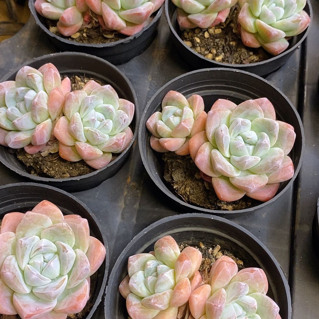 团。双头冰玉。福利多多