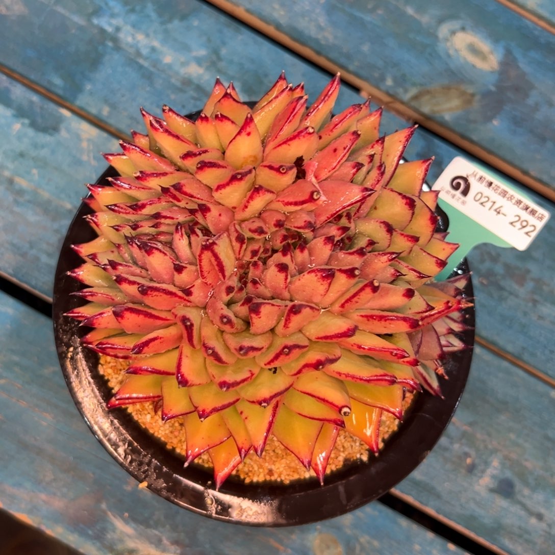 多肉一物一拍0214-292