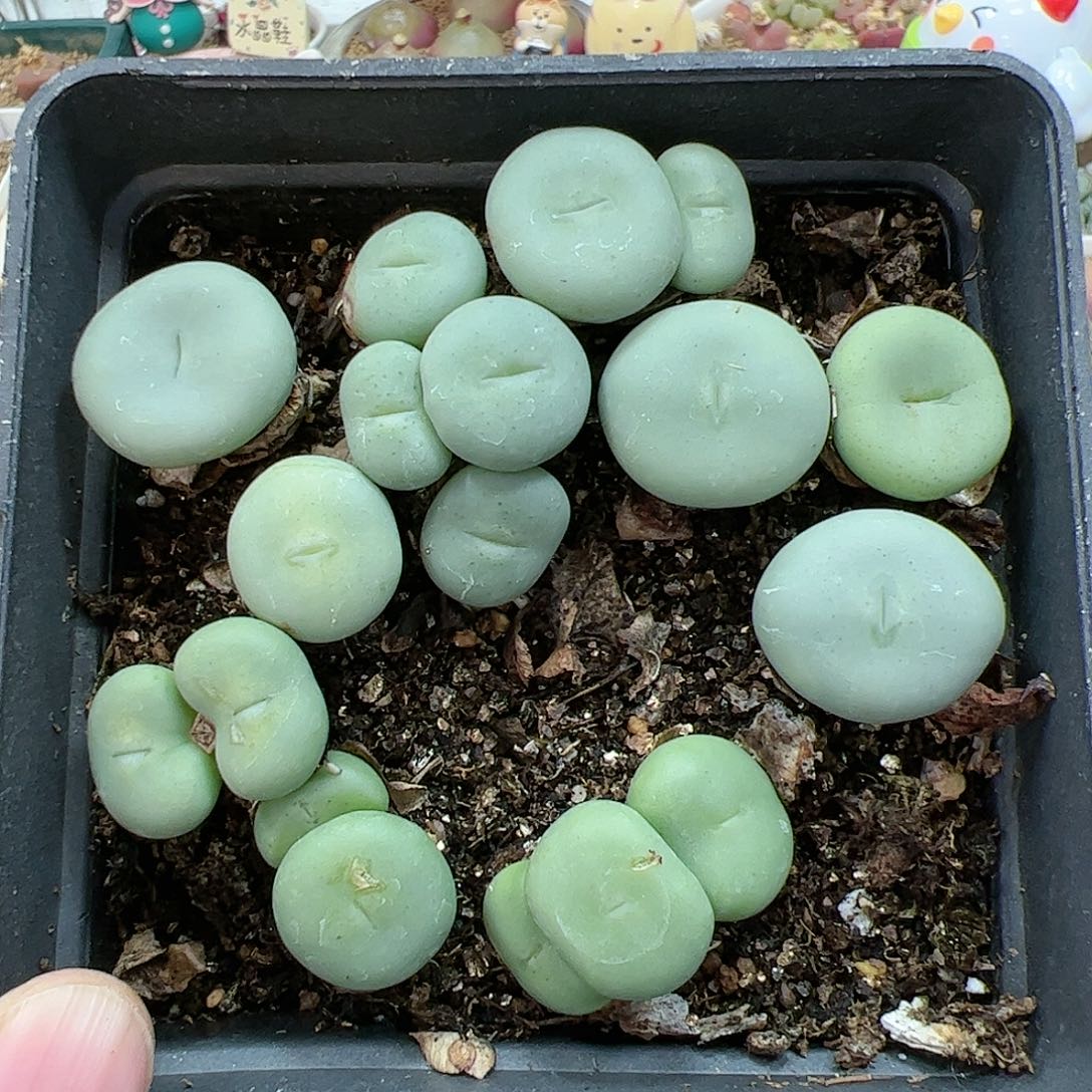 【闪购商品】56 双12限量福利