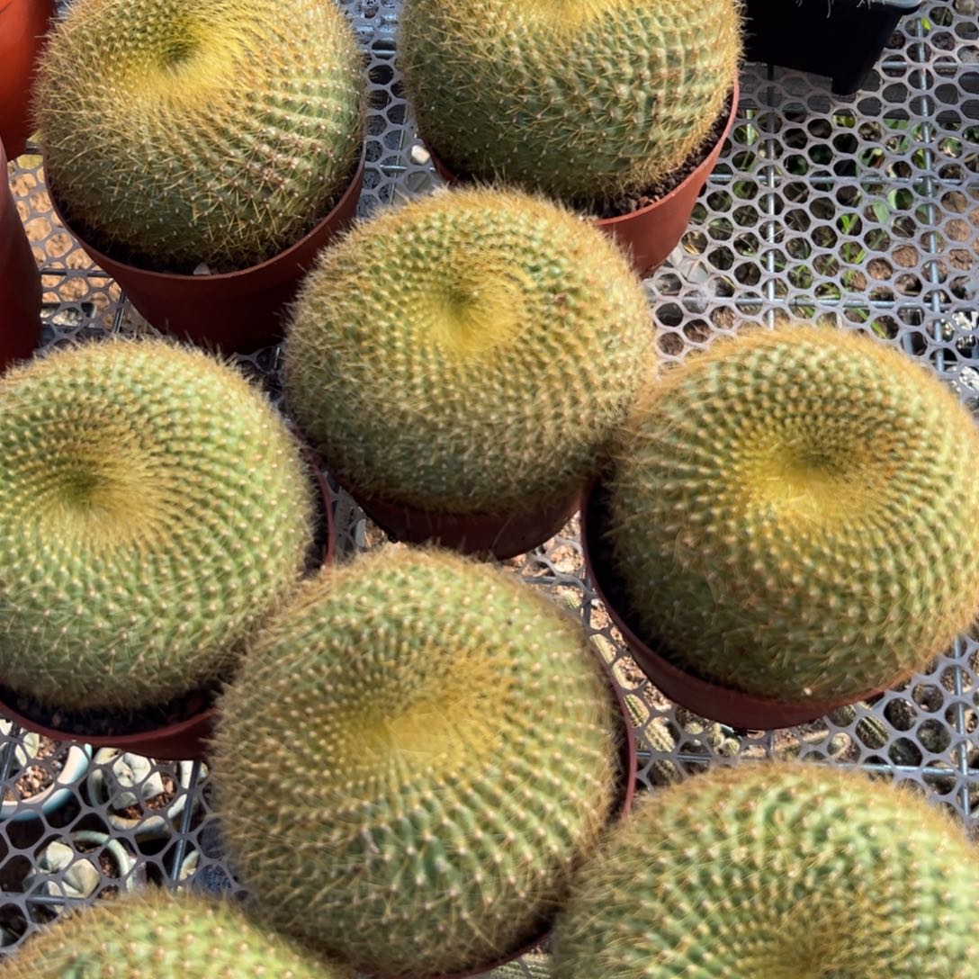 金雪光随机一颗。   