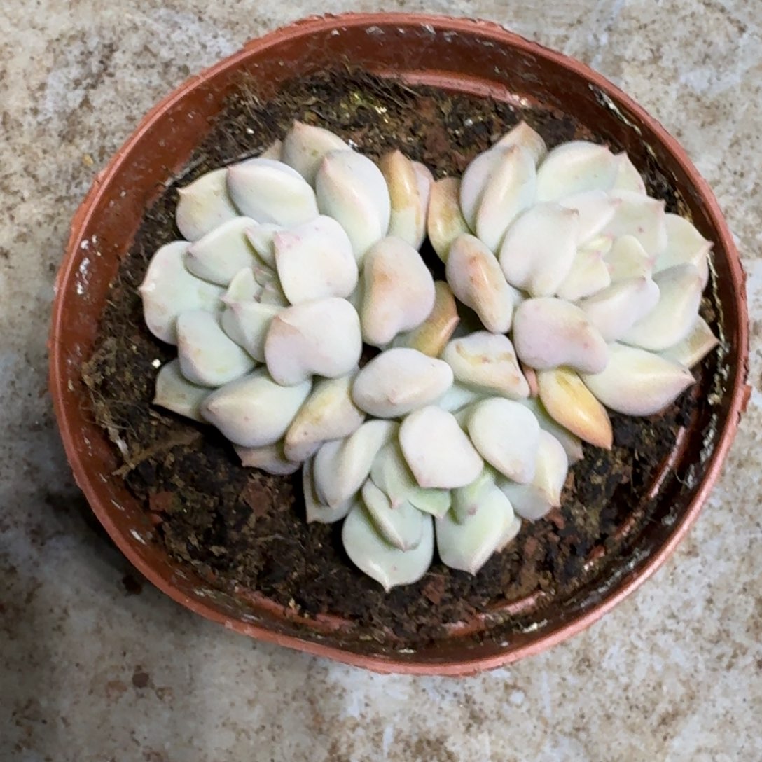 超奶 3头 一物一拍