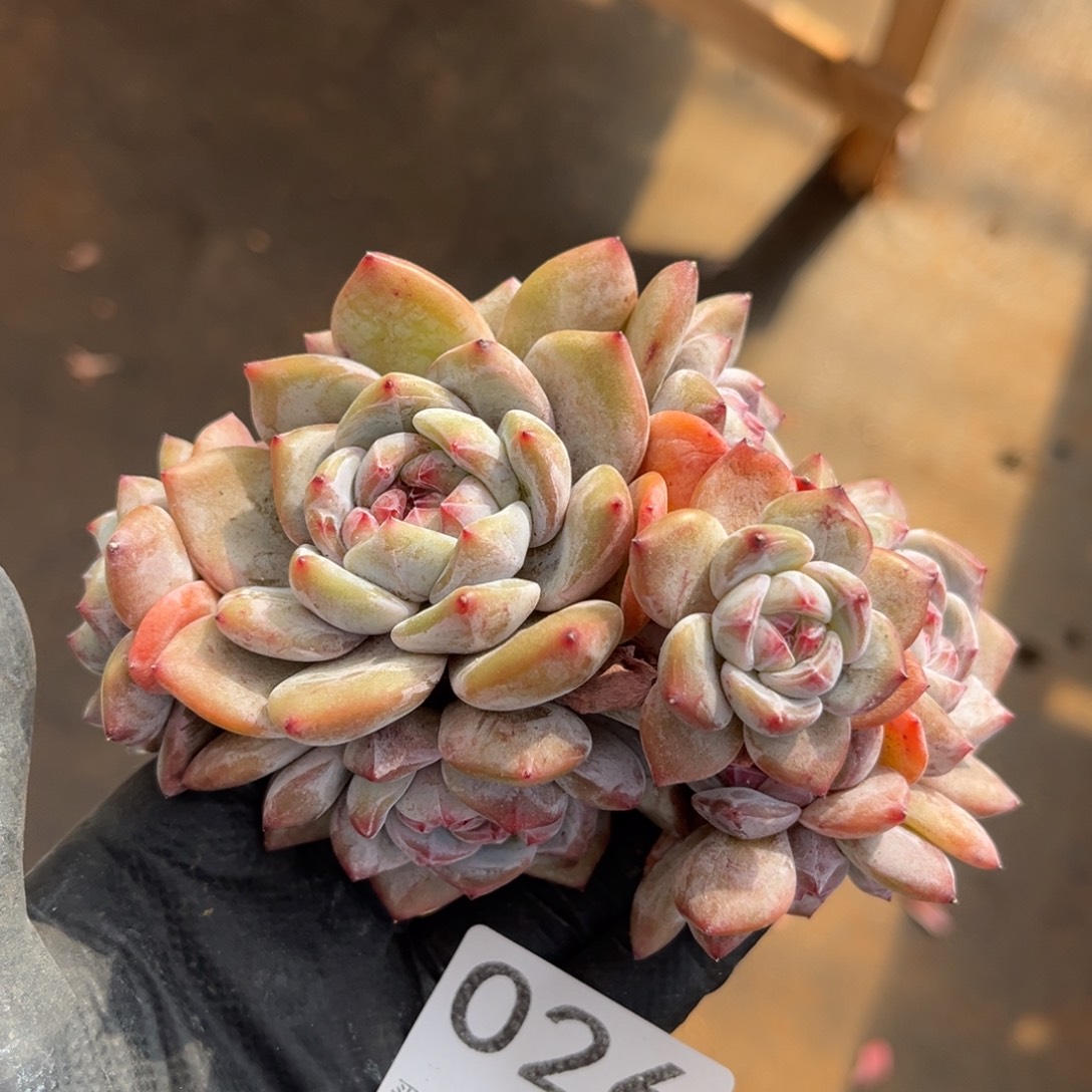 026号新疆西藏内蒙古不包邮