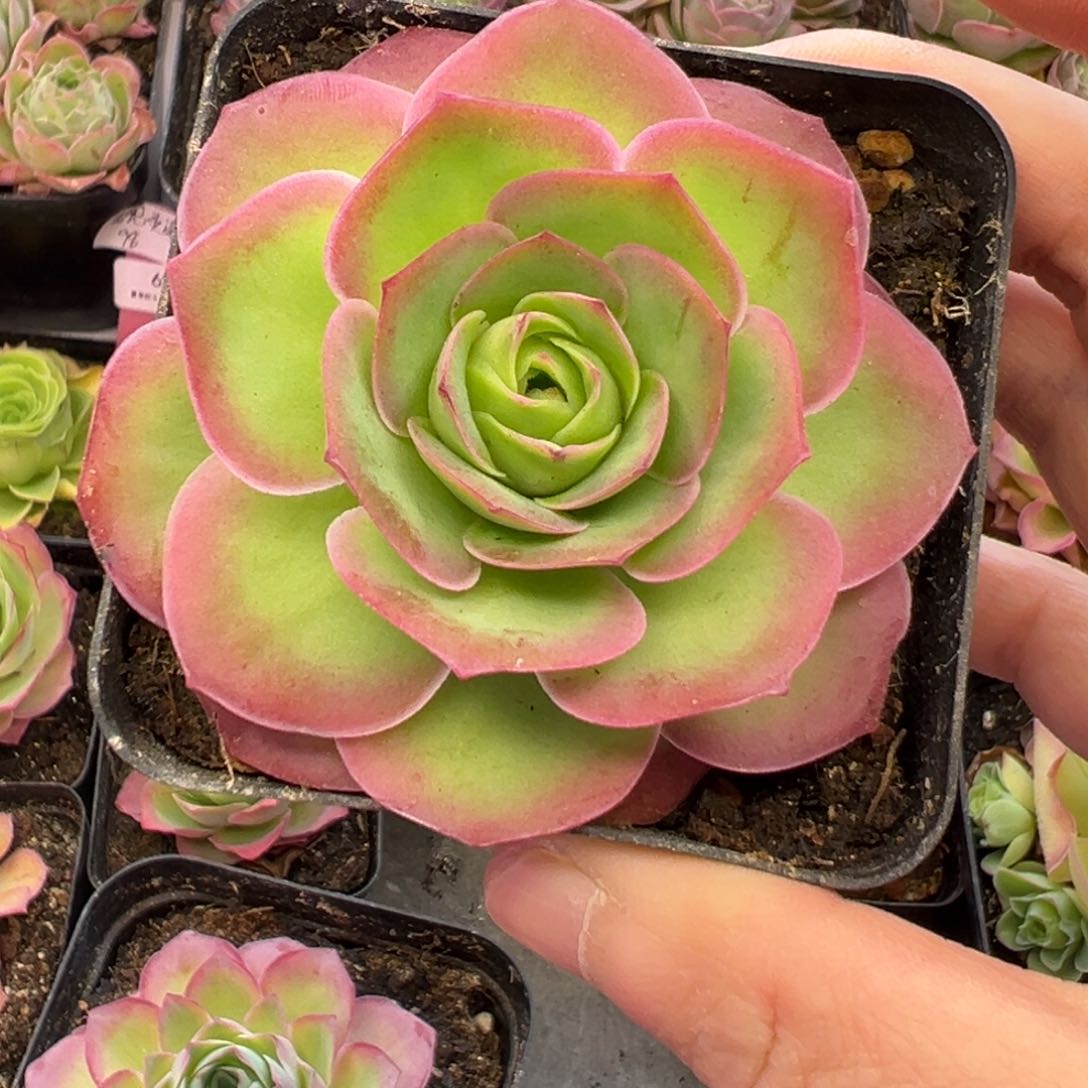 91号魅影—山地玫瑰