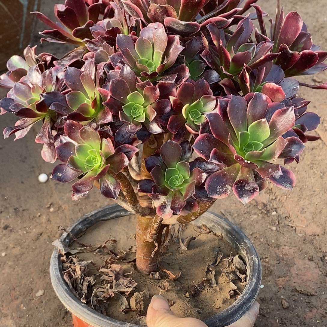 520 多肉植物法师枝条