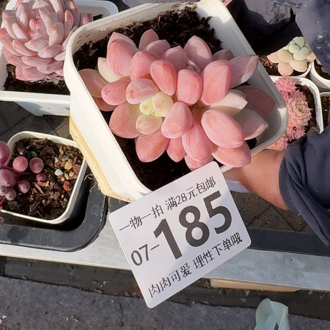 樱花洛神无盆土发货