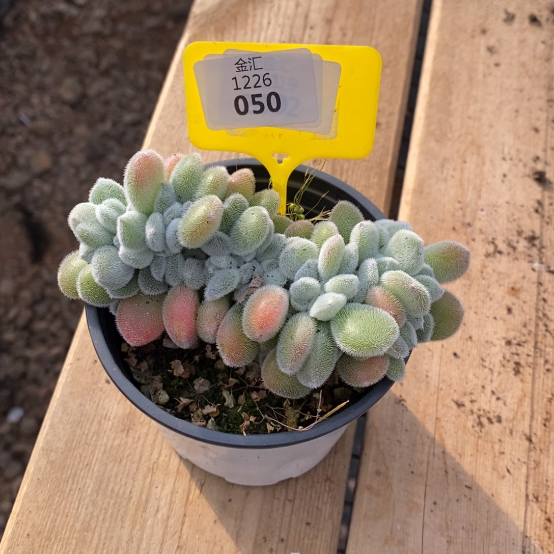 一*?1226050孤品插排