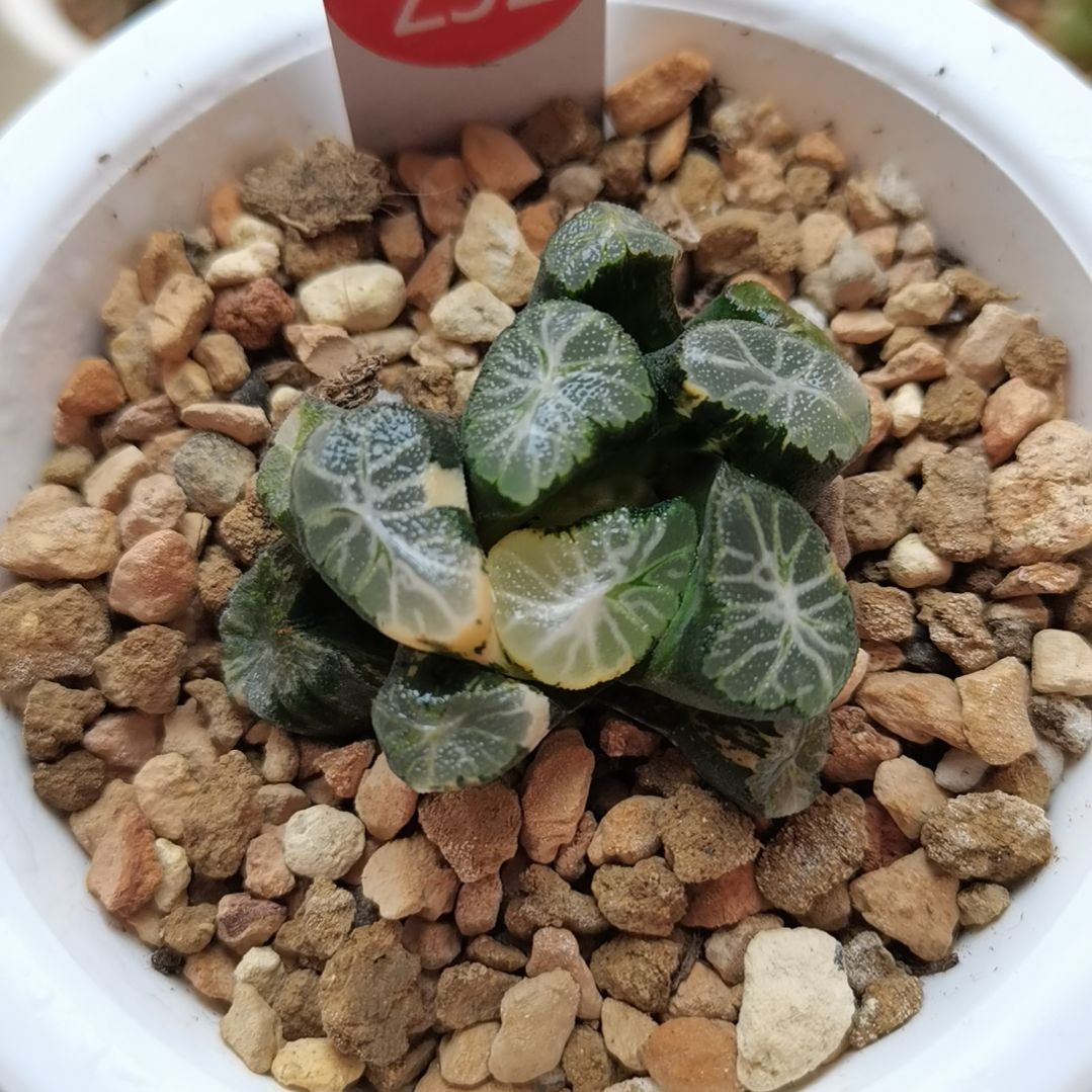 232号花菱万象锦一物一拍带盆土发货