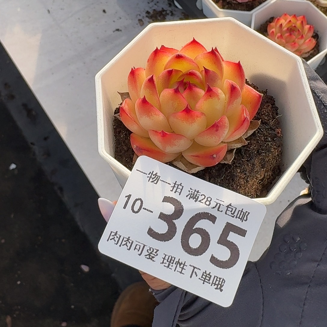 月亮石无盆土发货