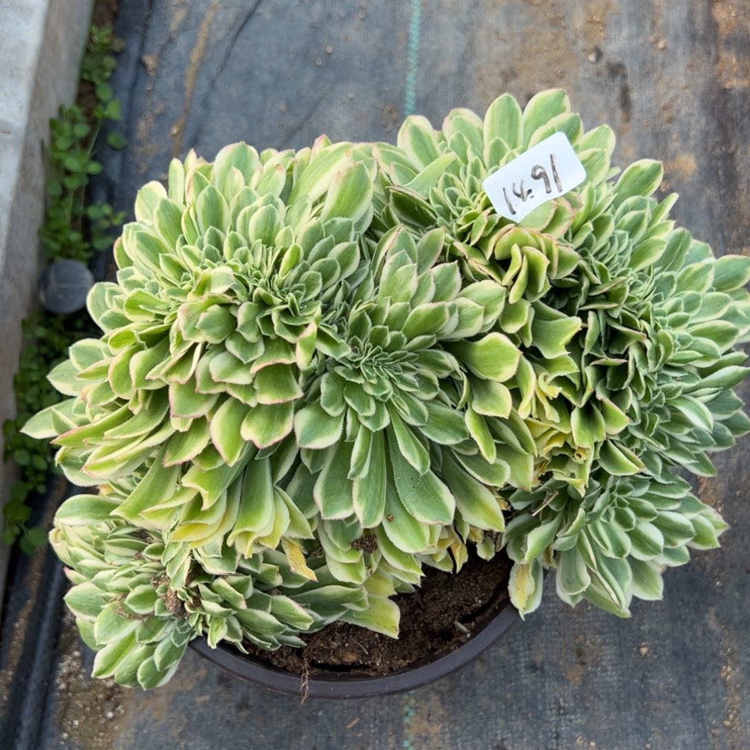 91迈巴缀多肉植物