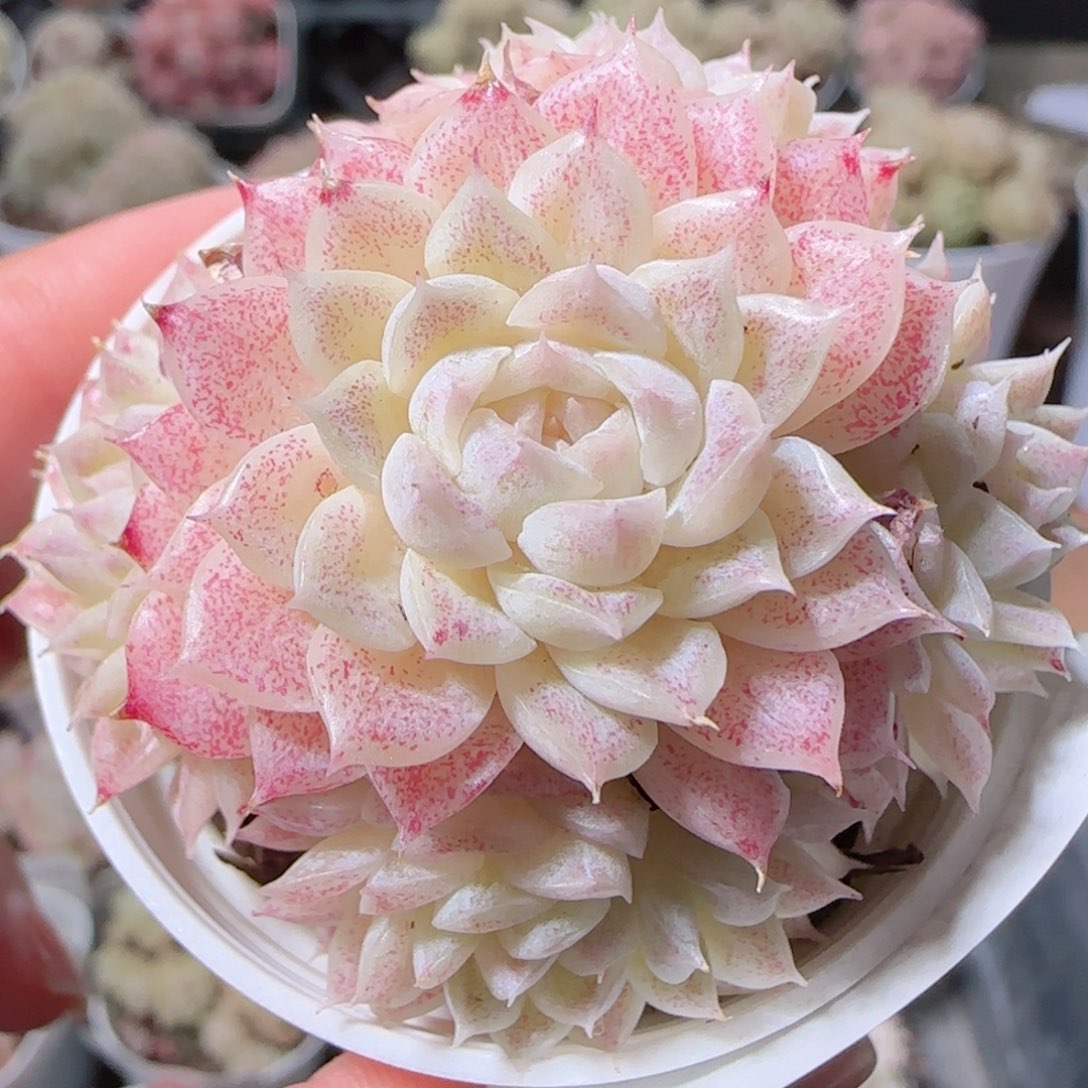 花语多肉1226-23散