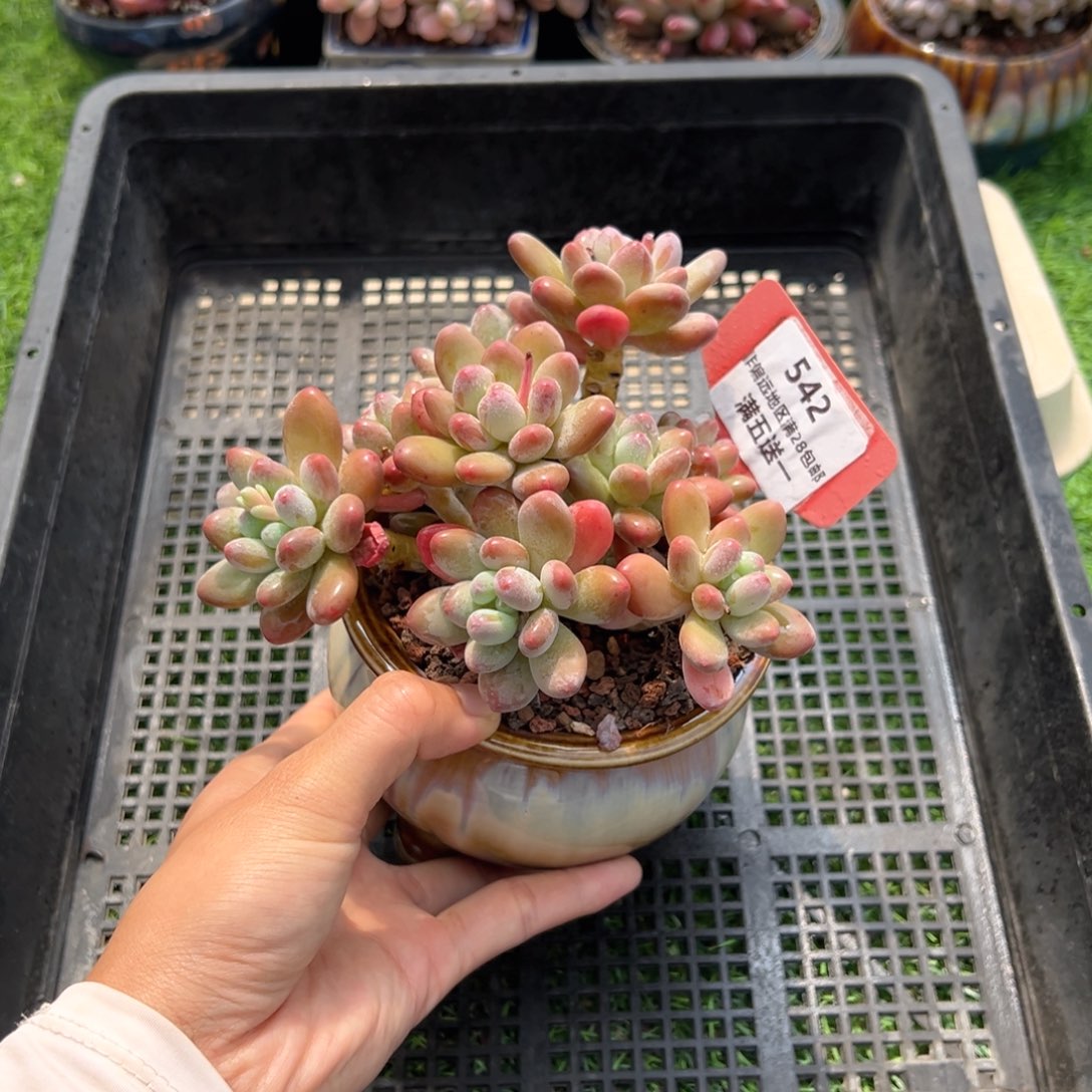 表妹精品精品多肉542.