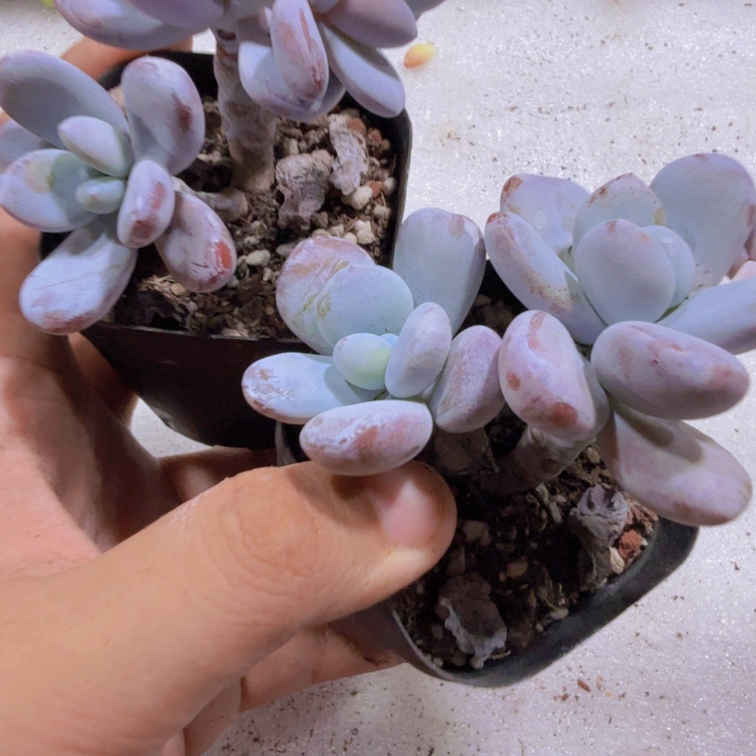 雪美人双头老桩一颗