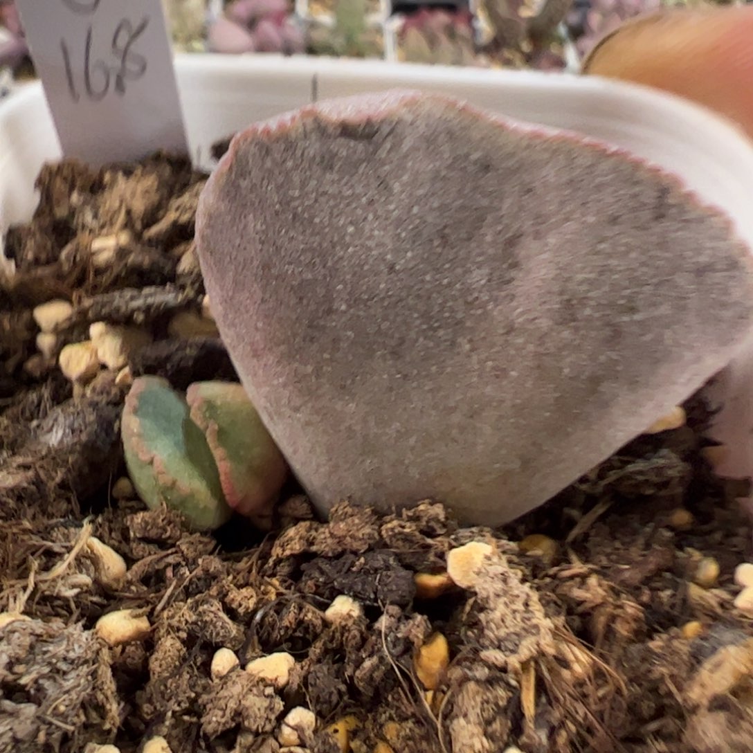 实生新品多肉植物水泡