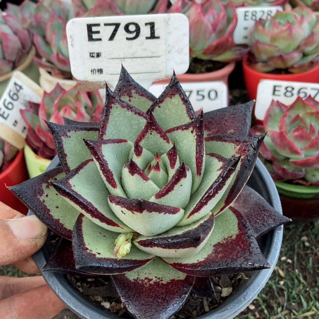 乌木多肉植物791年来