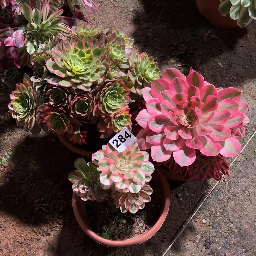 多肉法师粉女郎记者莲花284