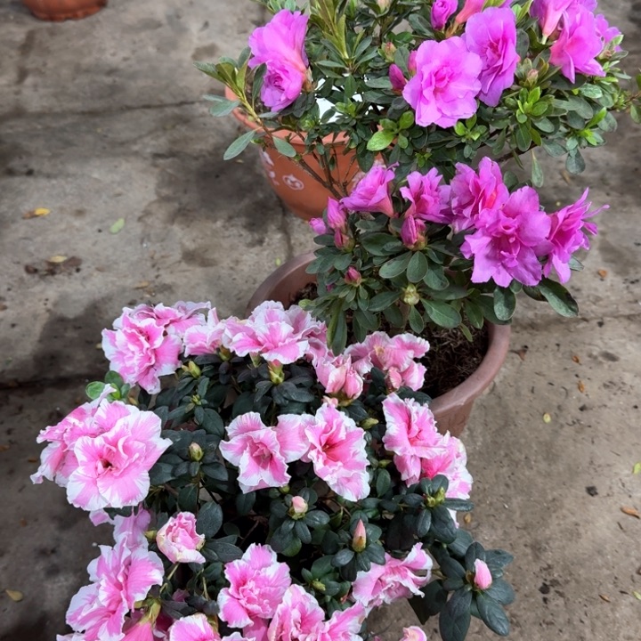 红陶双季陶雪杜鹃花