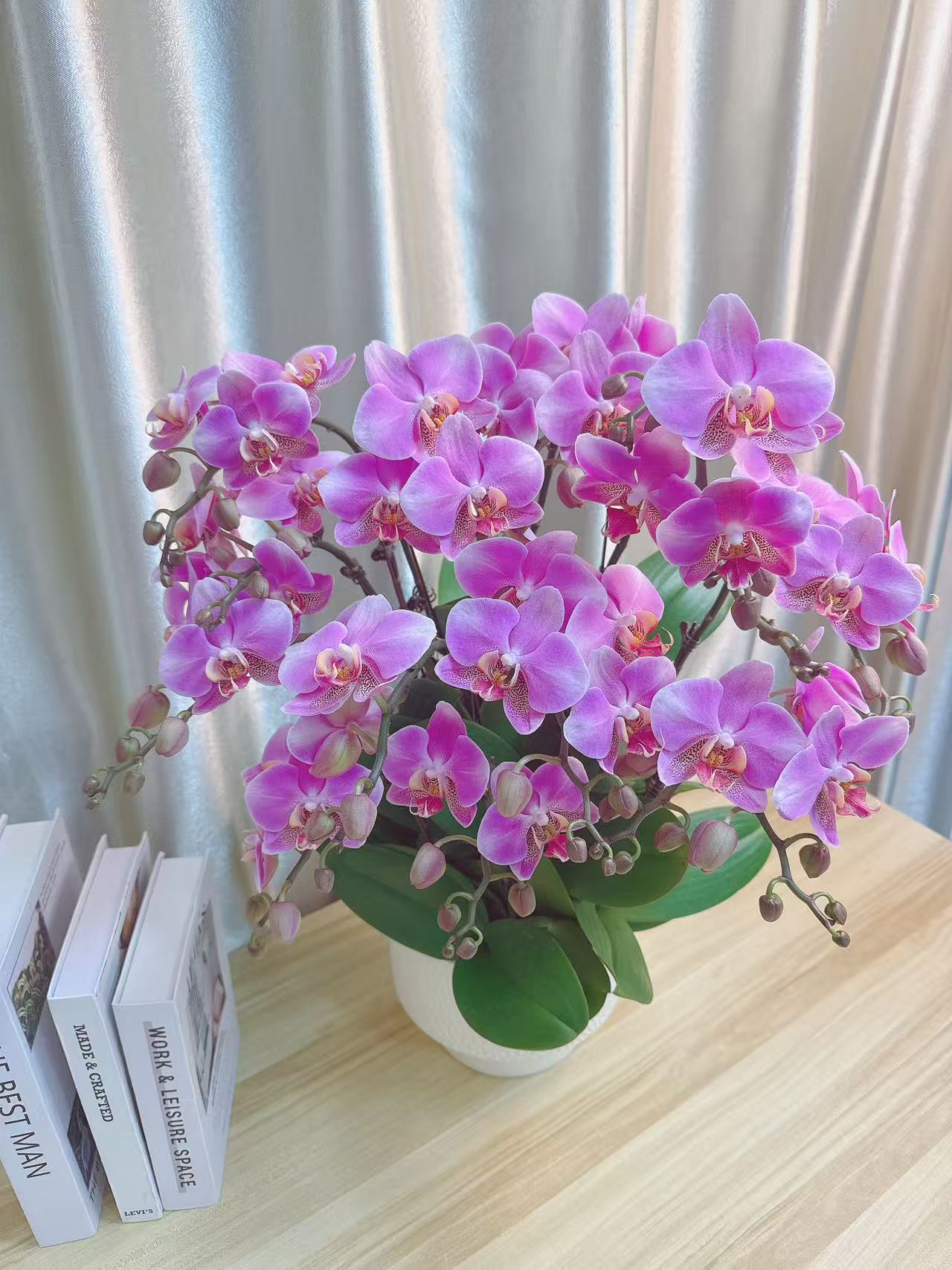 蝴蝶兰 【鸿运】送人送礼 乔迁之喜 鲜花绿植 佛山基地直发