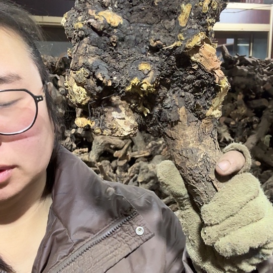 香榧木孤**涯火琉璃的故事毛料摆件