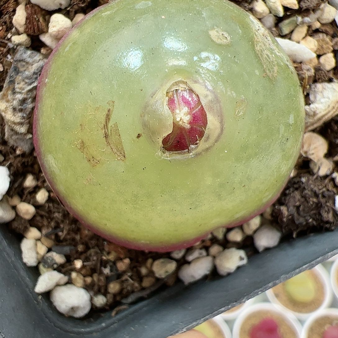 【闪购商品】180 开播福利