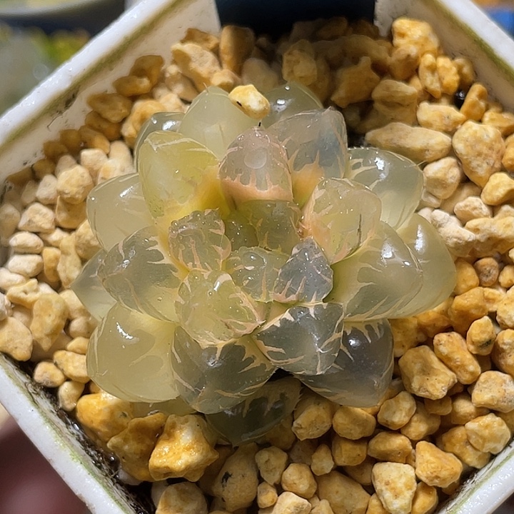 790糊斑水中月锦福利