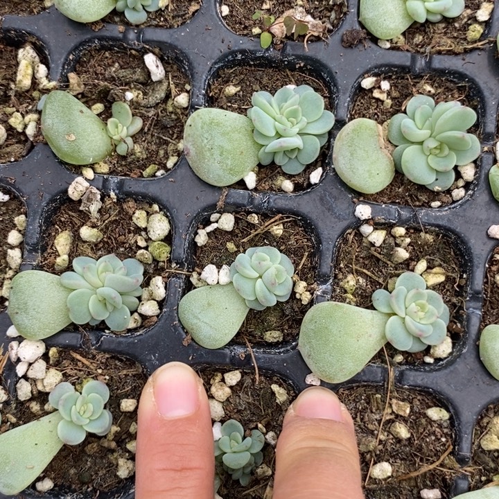 秃子甜心叶插苗3颗