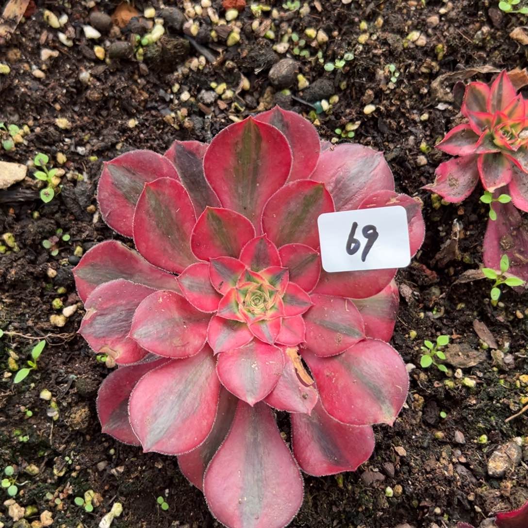 69爱丽丝无根多肉系