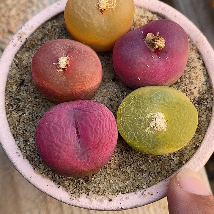 30506一组彩色桃子