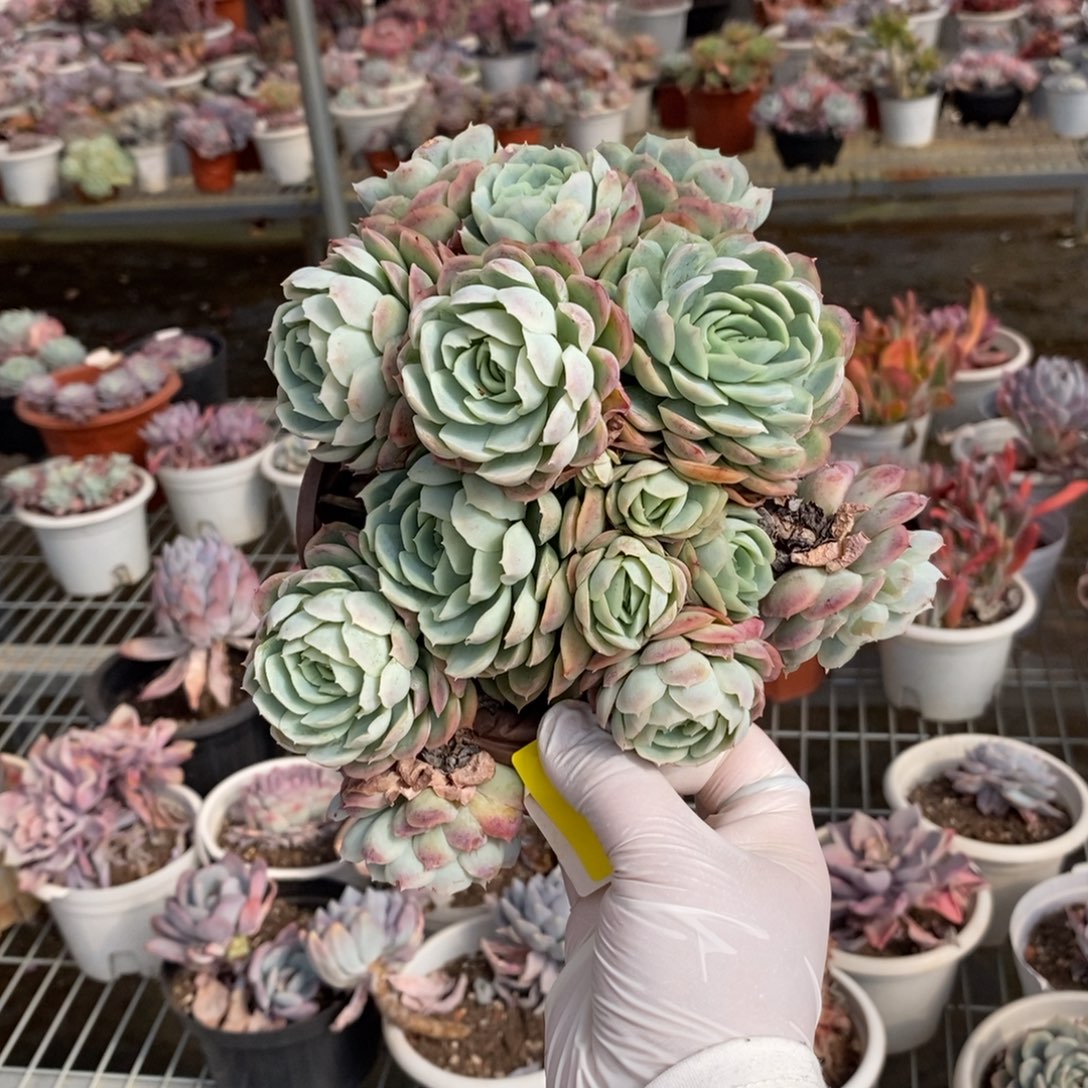 381贝瑞多头一物一拍