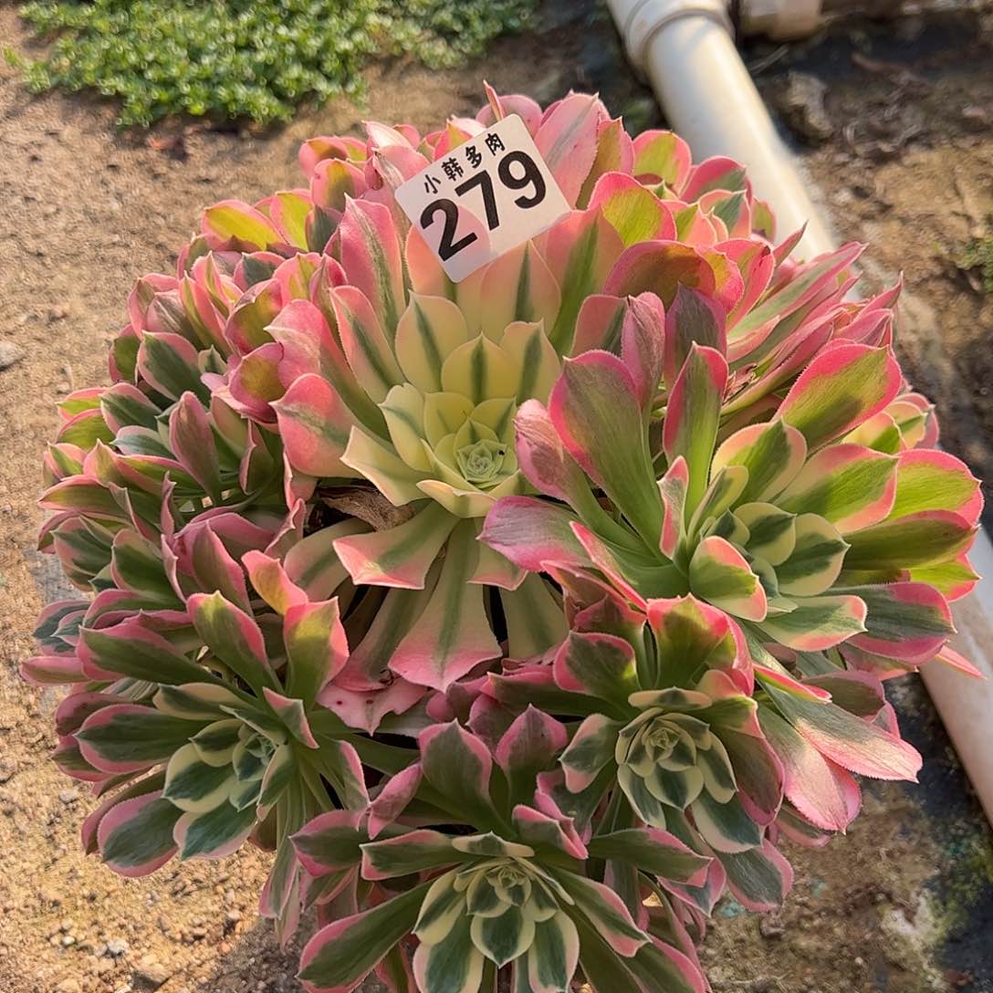 279白凤法师一颗捧花