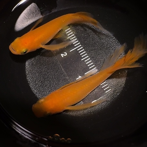 青鳉鱼一物一拍502