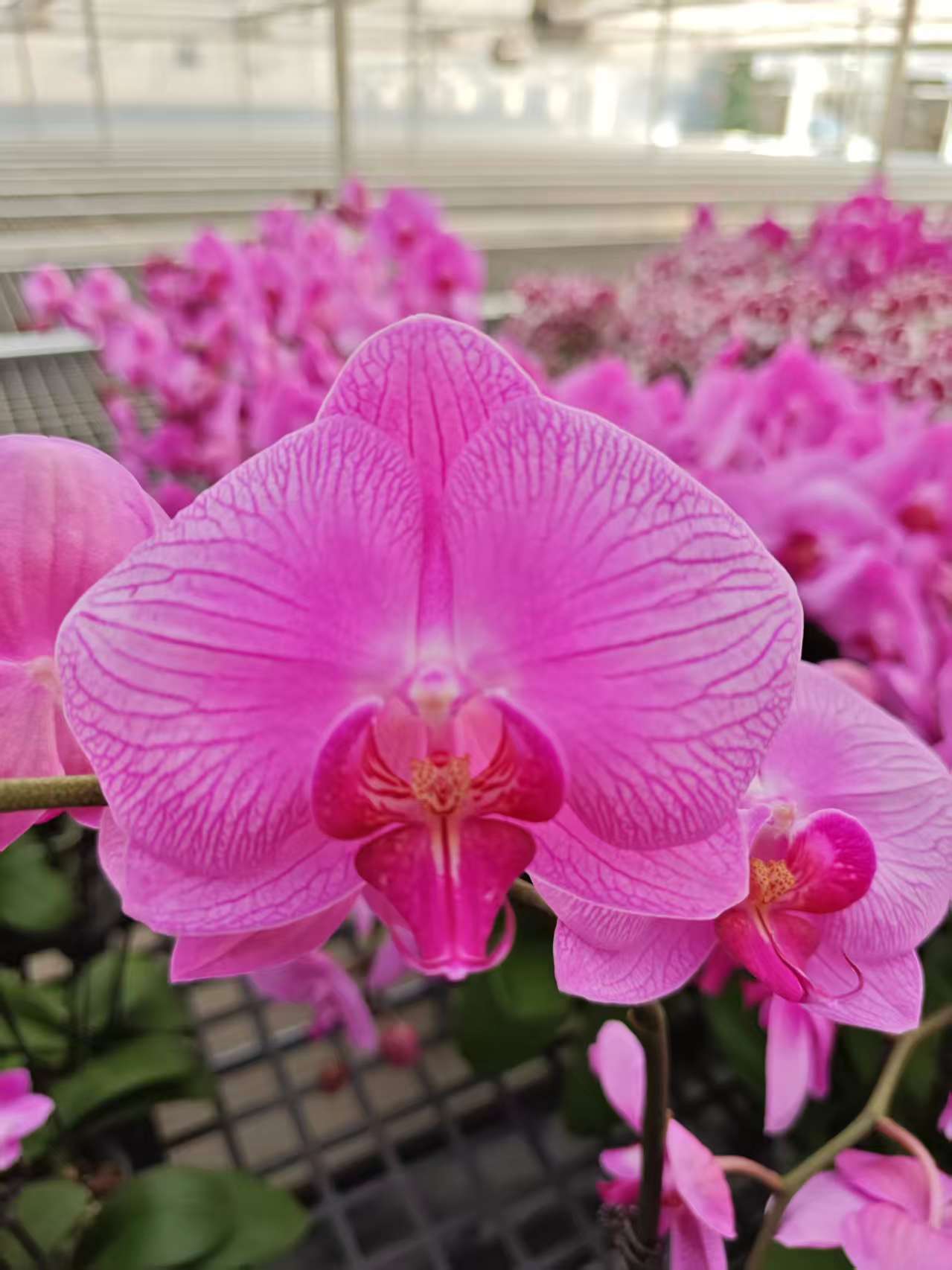 高品质粉色蝴蝶兰【爱丽丝】带花剑带花苞四季开花室内好养盆栽