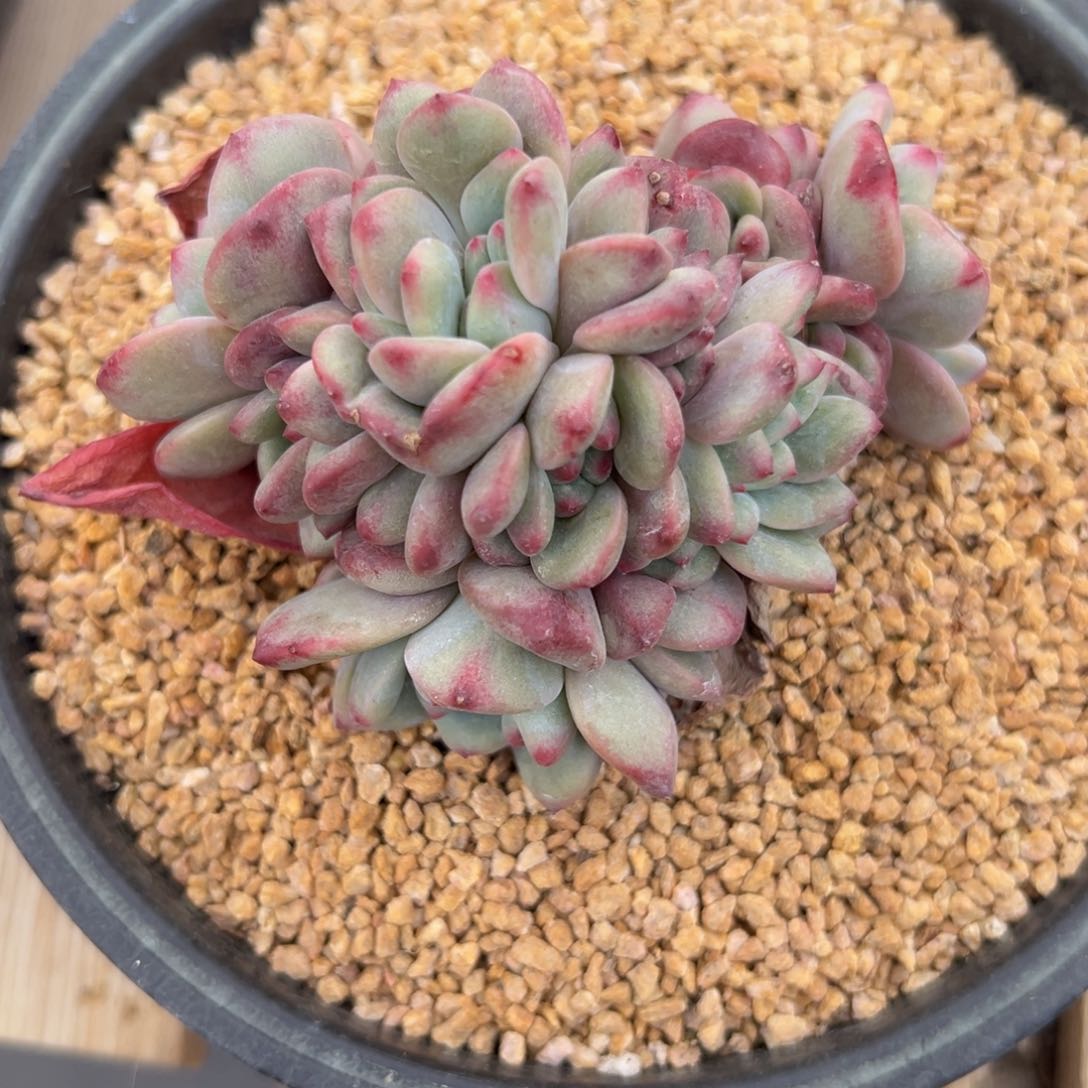 新年快乐 新年快乐