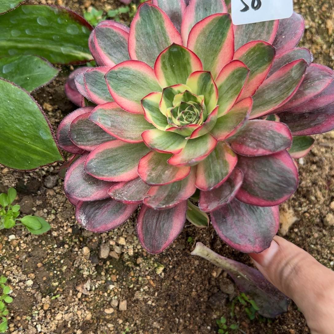 58纳福魅金玫瑰锦