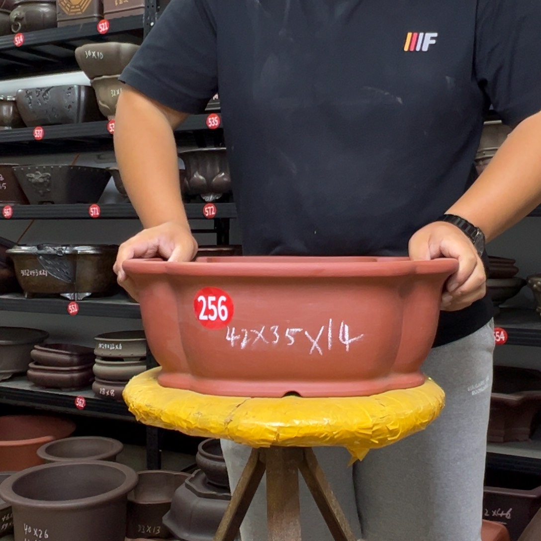 紫砂花盆呜呜呜呜呜我