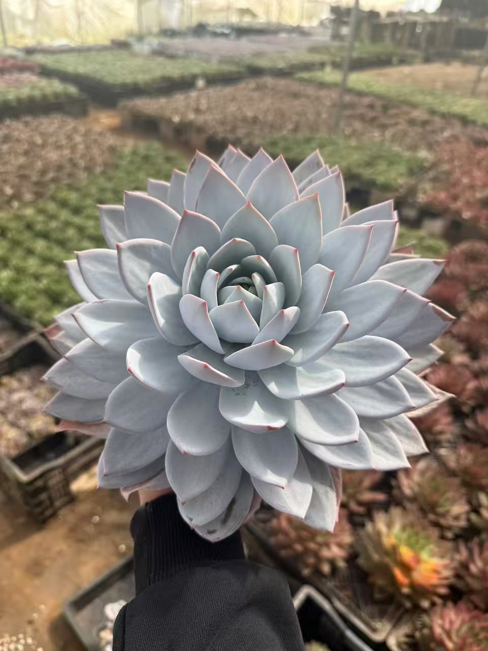 白色莲蓉精品多肉 新手好养 满9.9包邮以直播间为标准发货精养